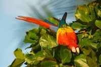 Ara arakanga - Ara macao - Scarlet Macaw 5653